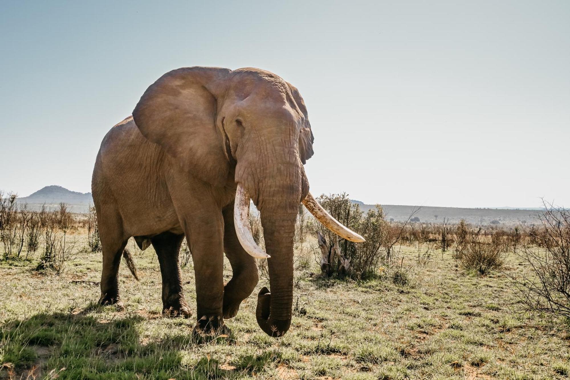 Mdluli Safari Alojamento de Turismo Selvagem Hazyview